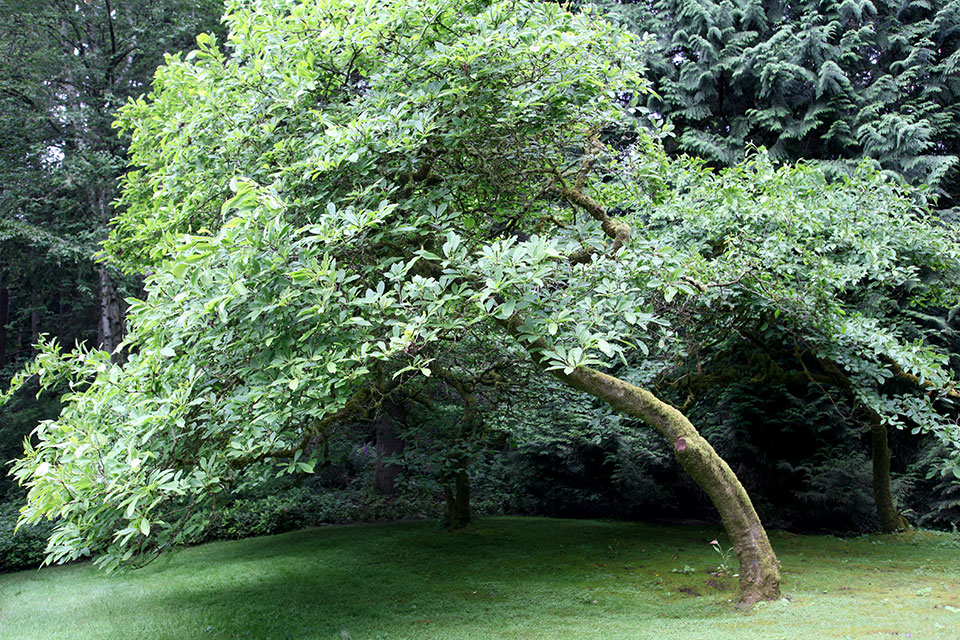 Bloedel Reserve
